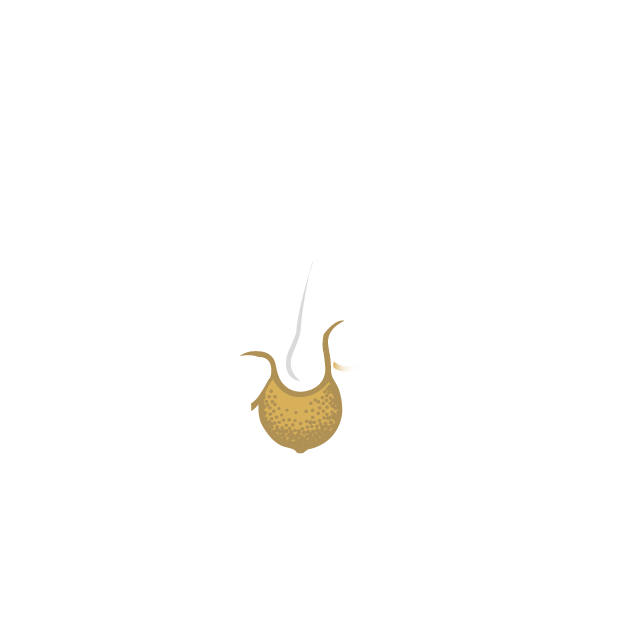 logo eva fernandez tricología y clinica capilar